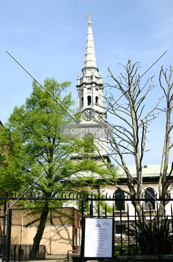 View north through the trees