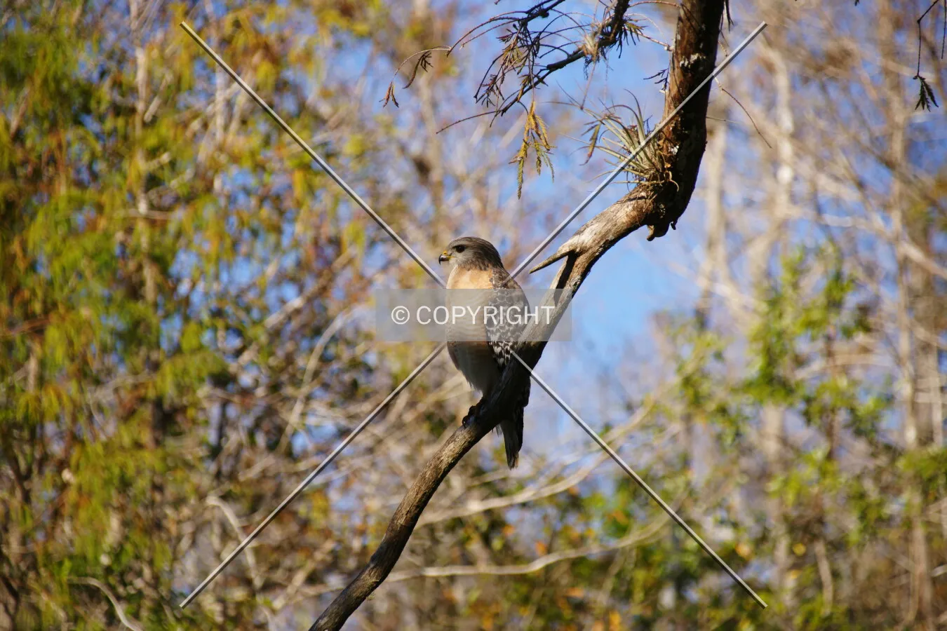 Photo 220-433-118