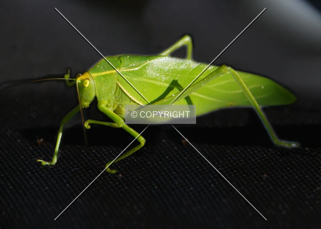 Macro of a grashopper