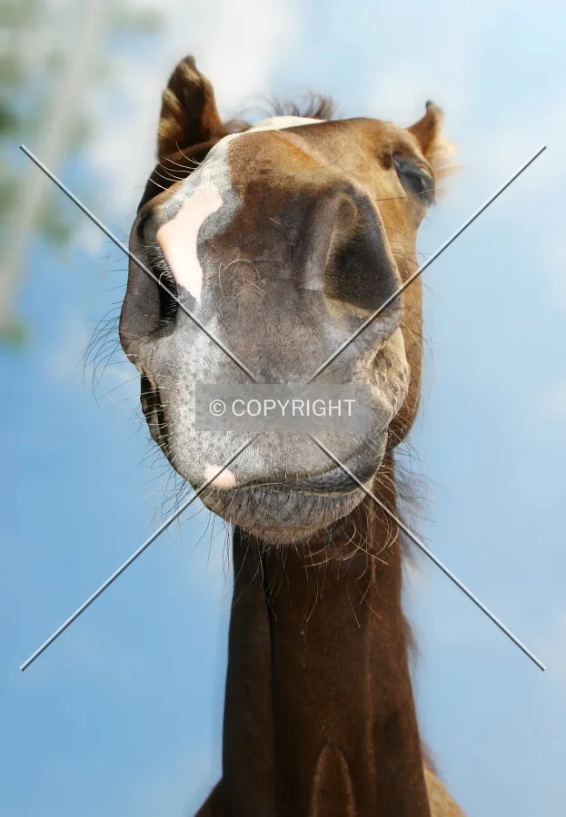 Funny horse nose