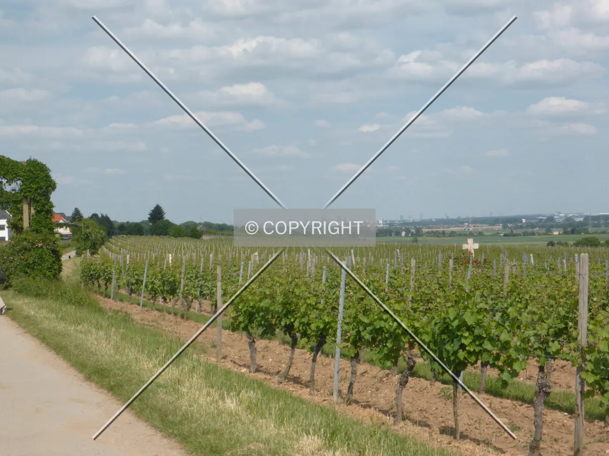 Vineyards around Flörsheim-Wicker