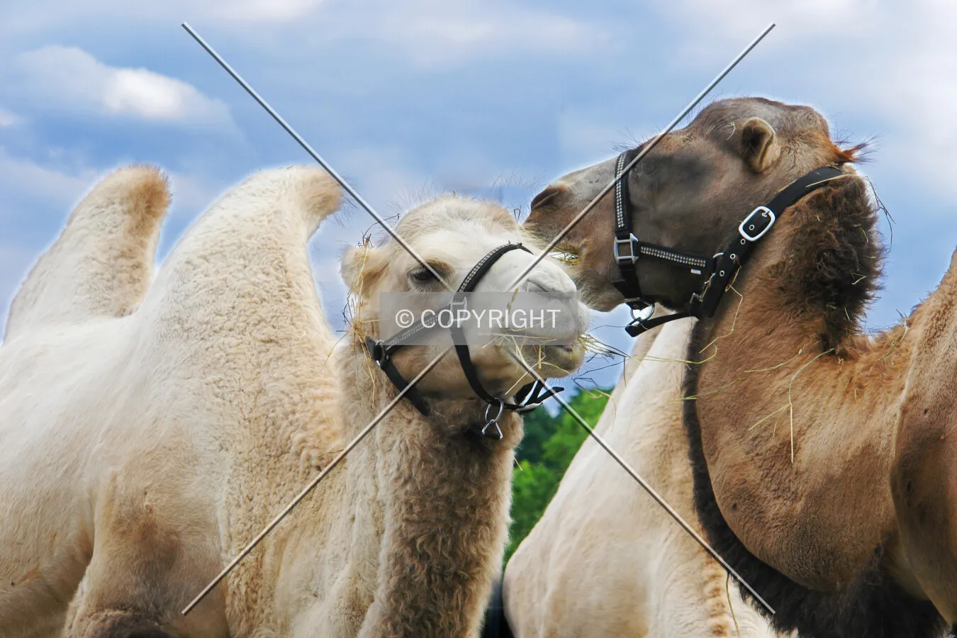 Two camels
