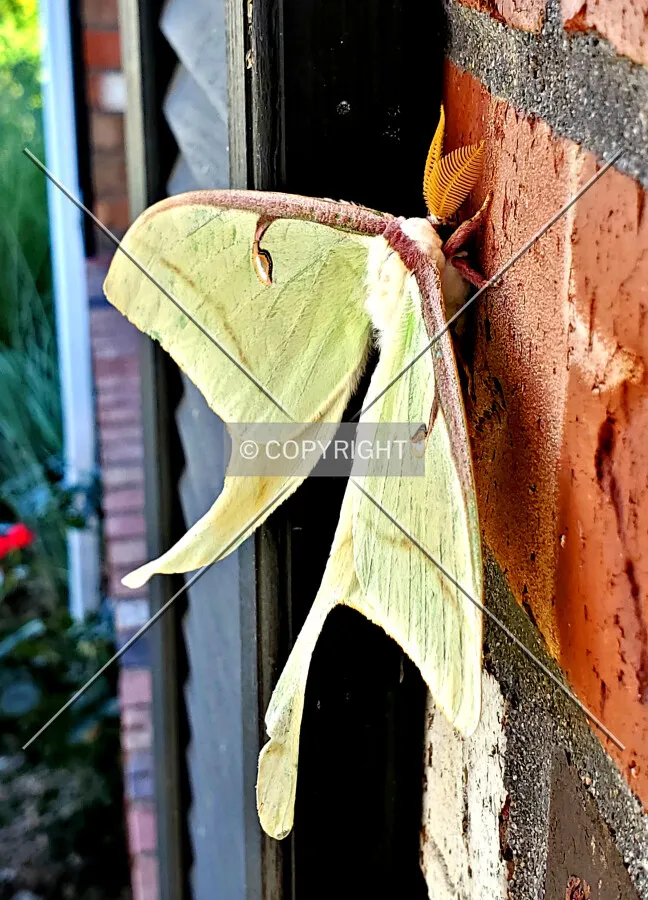 A Luna Moth on a wall next to the front door; July 22, 2020
