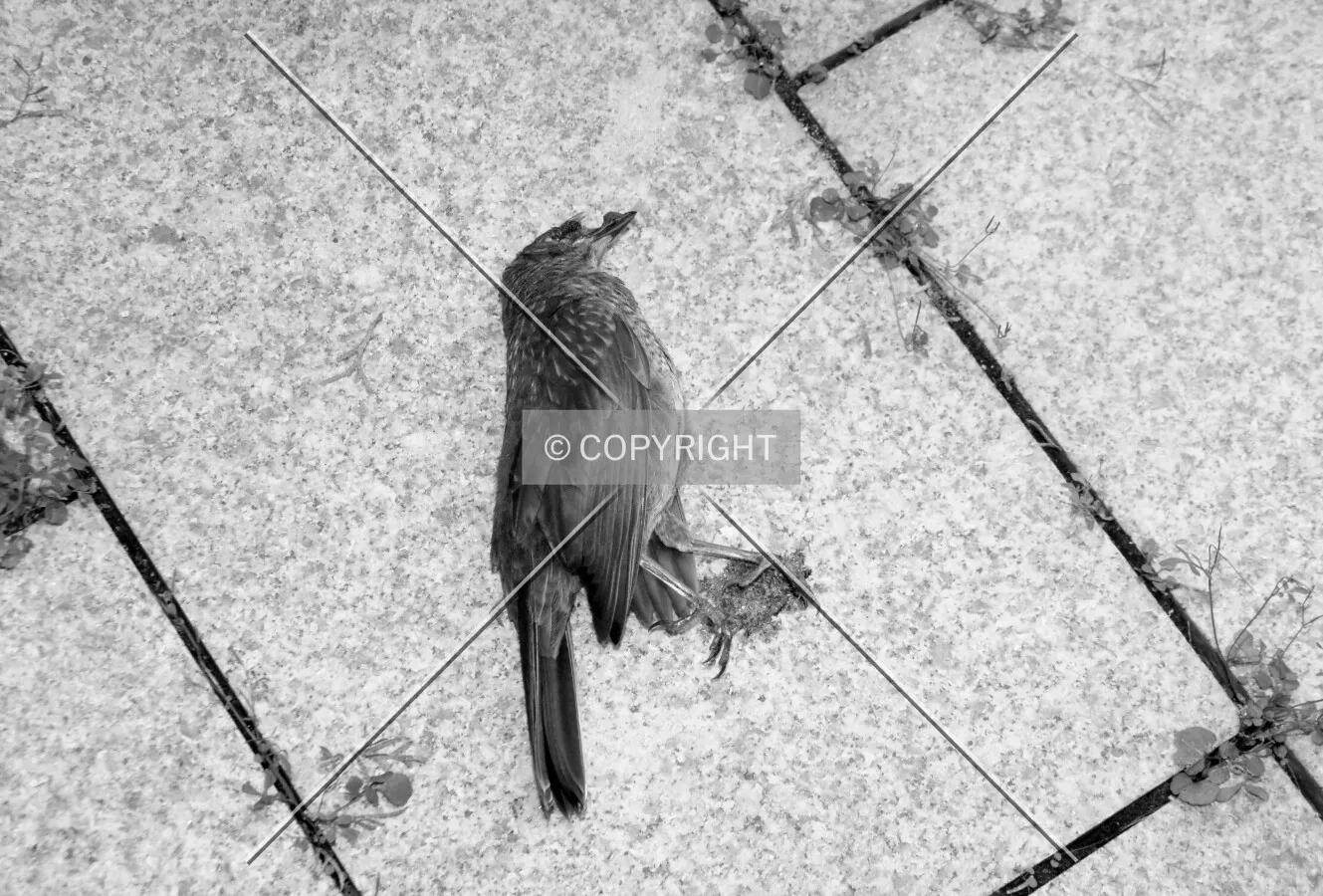 it flew against a window.