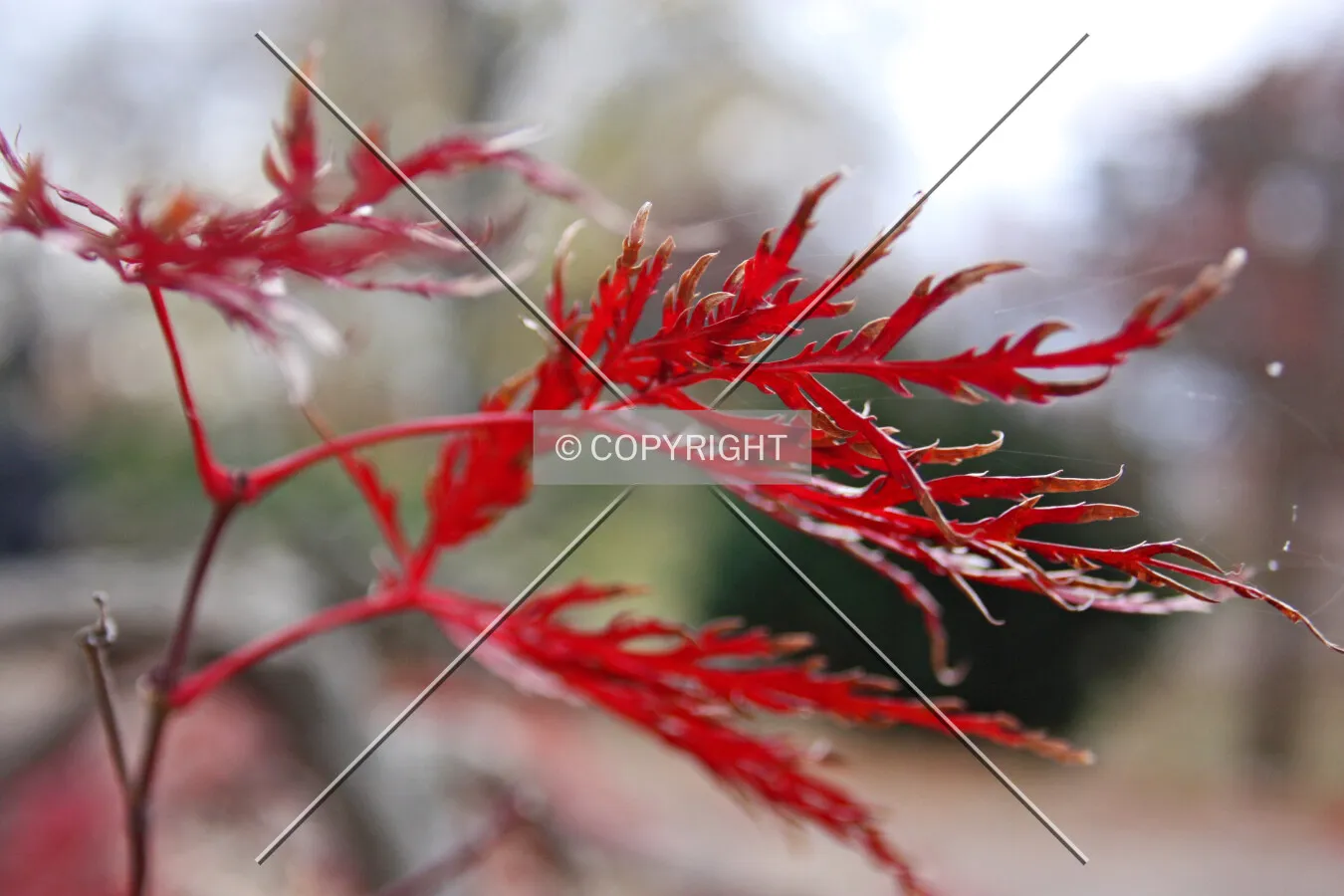 Red leaves on a tree