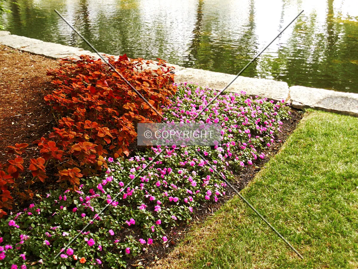 Detail of the landscaping at the edge of the duck pond