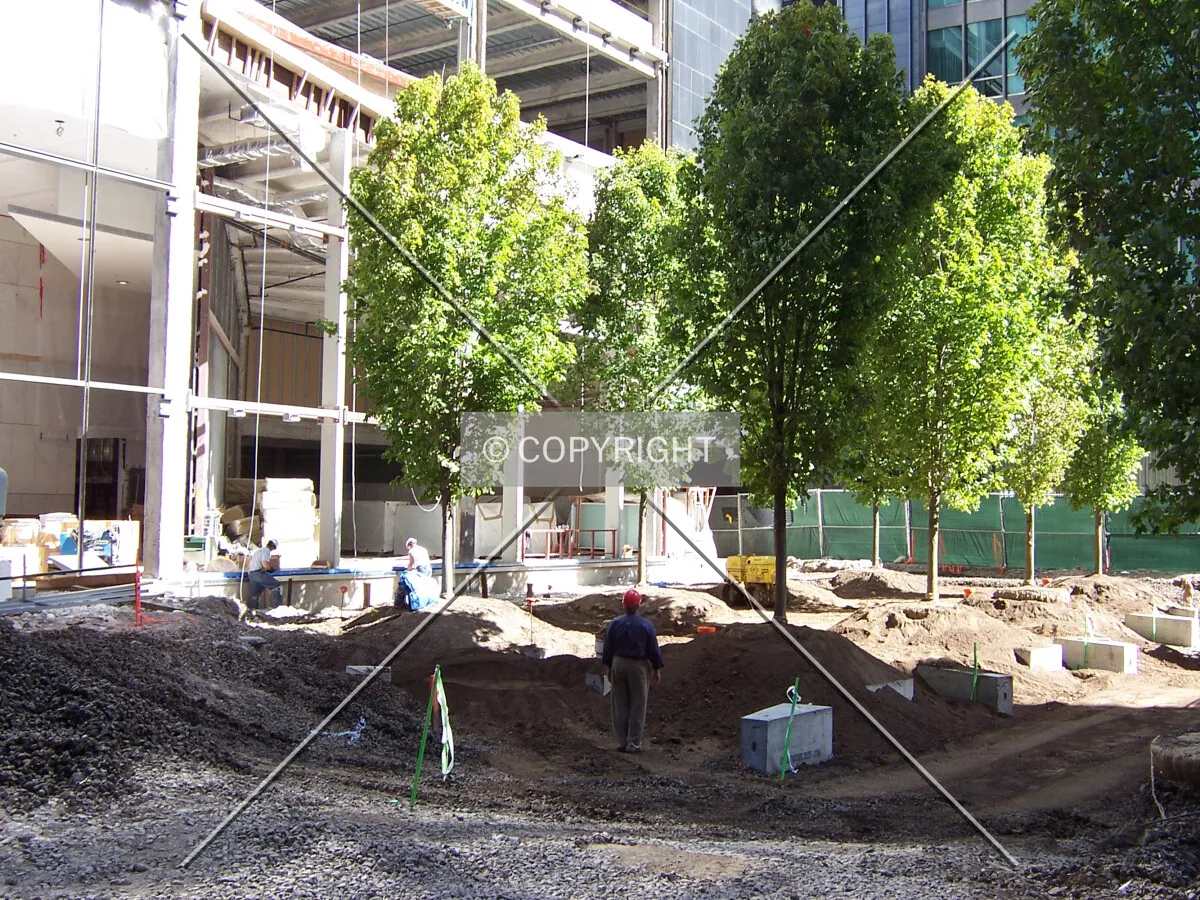 Maple trees planted in the plaza area at the southwest corner of the site