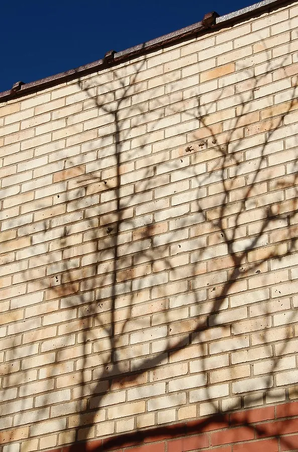 Tree casting shadows on a brick wall