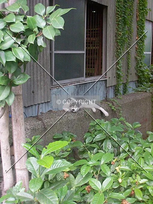 Photo 242-803-452