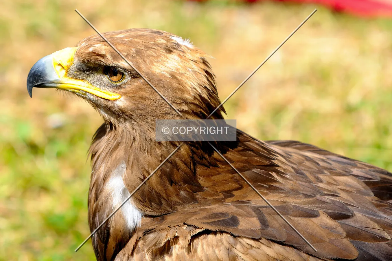 Eagle