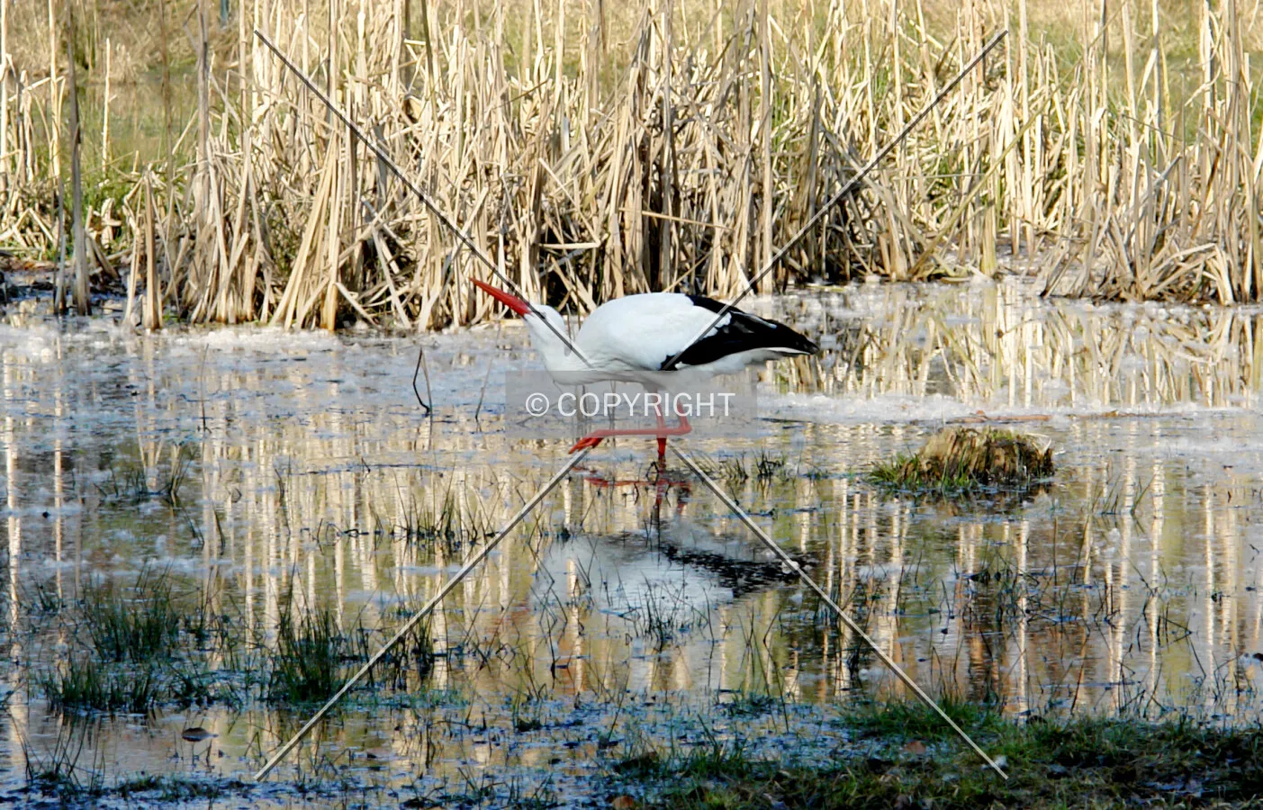 stork standing in water