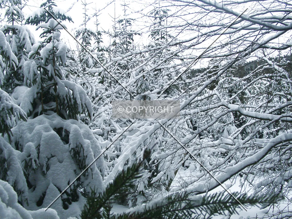 Photo 244-238-394