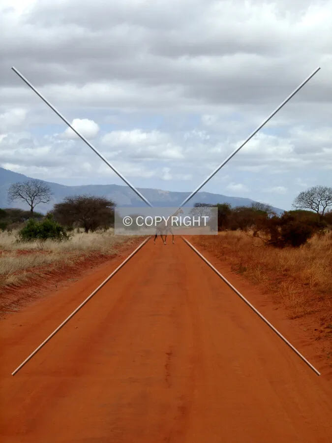 giraffe crossing street in africa