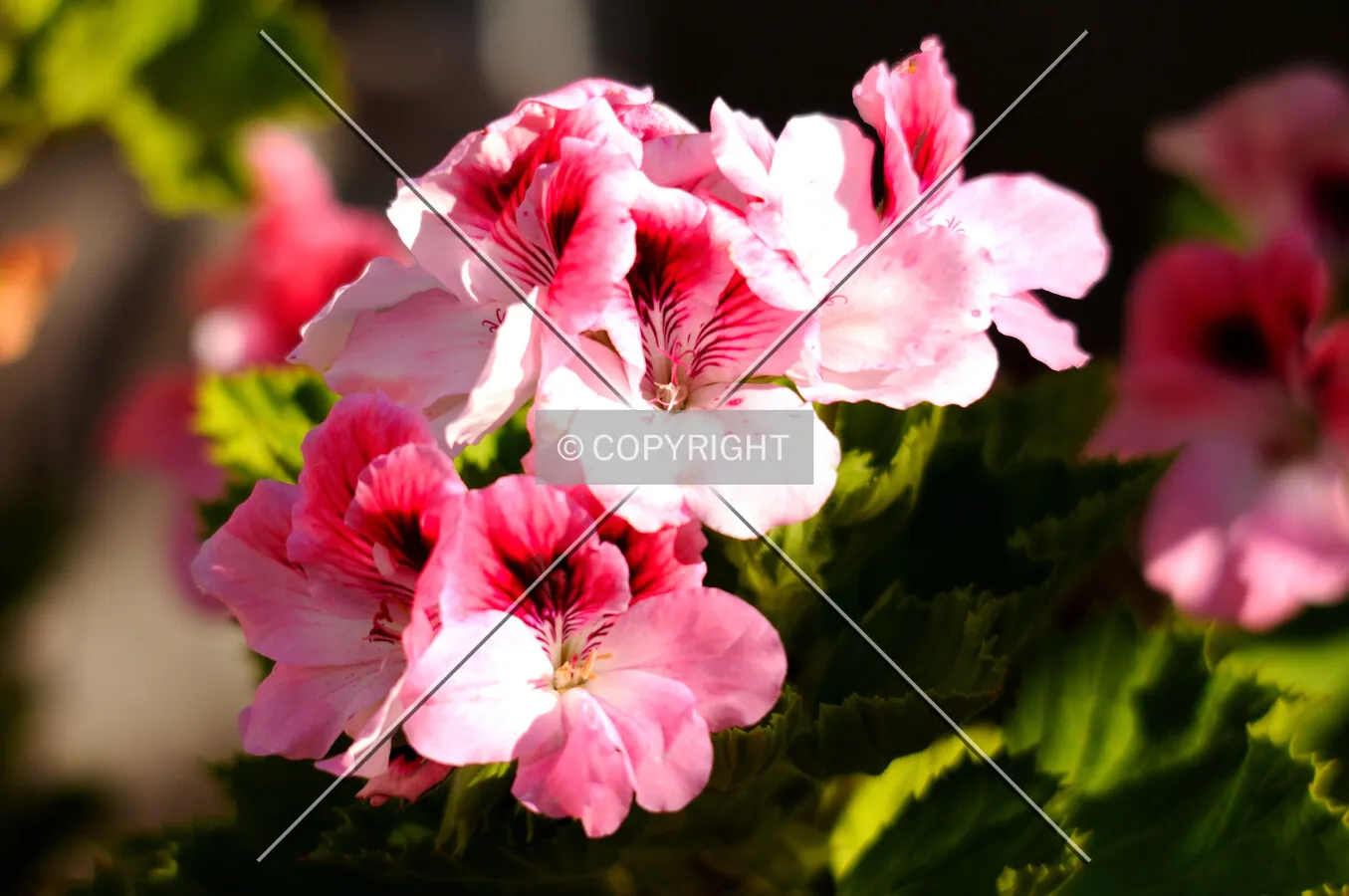 Pink flowers