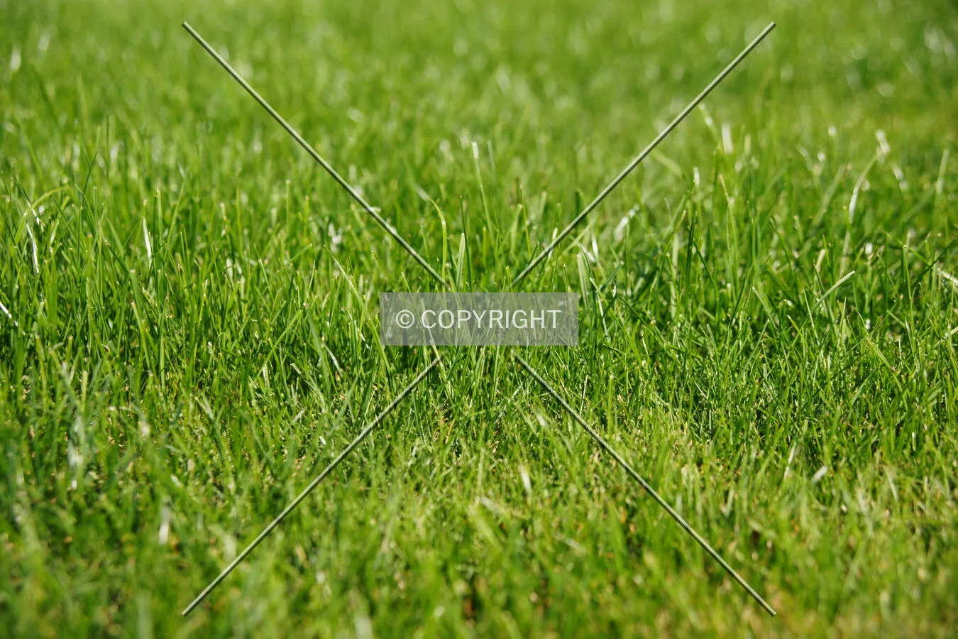 Lush, green grass