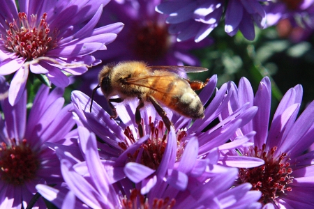 Bee on a flower