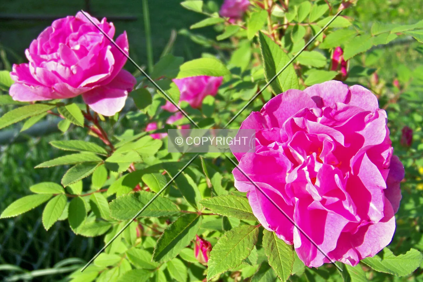 Pink roses in full bloom