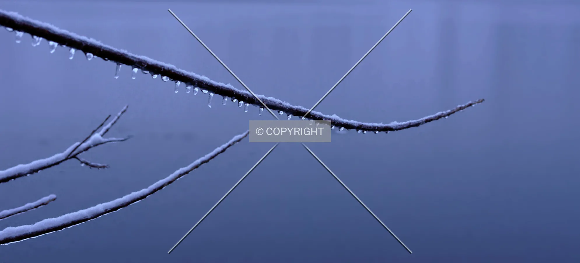 icicles on a long branch with blue background