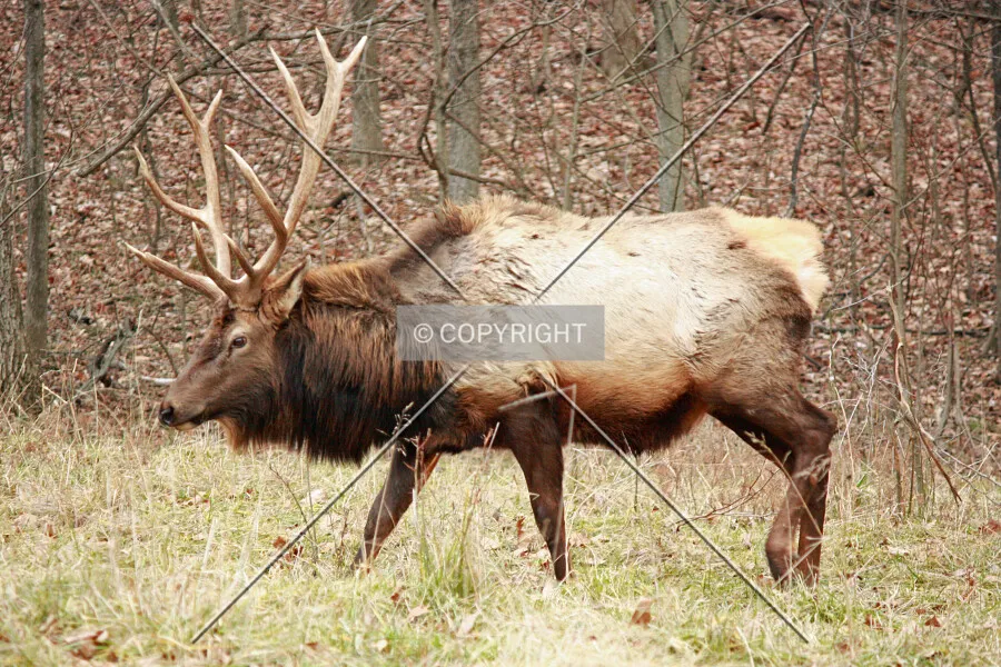 Photo 256-545-569