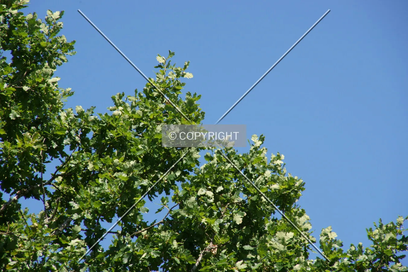A tree and a blue sky