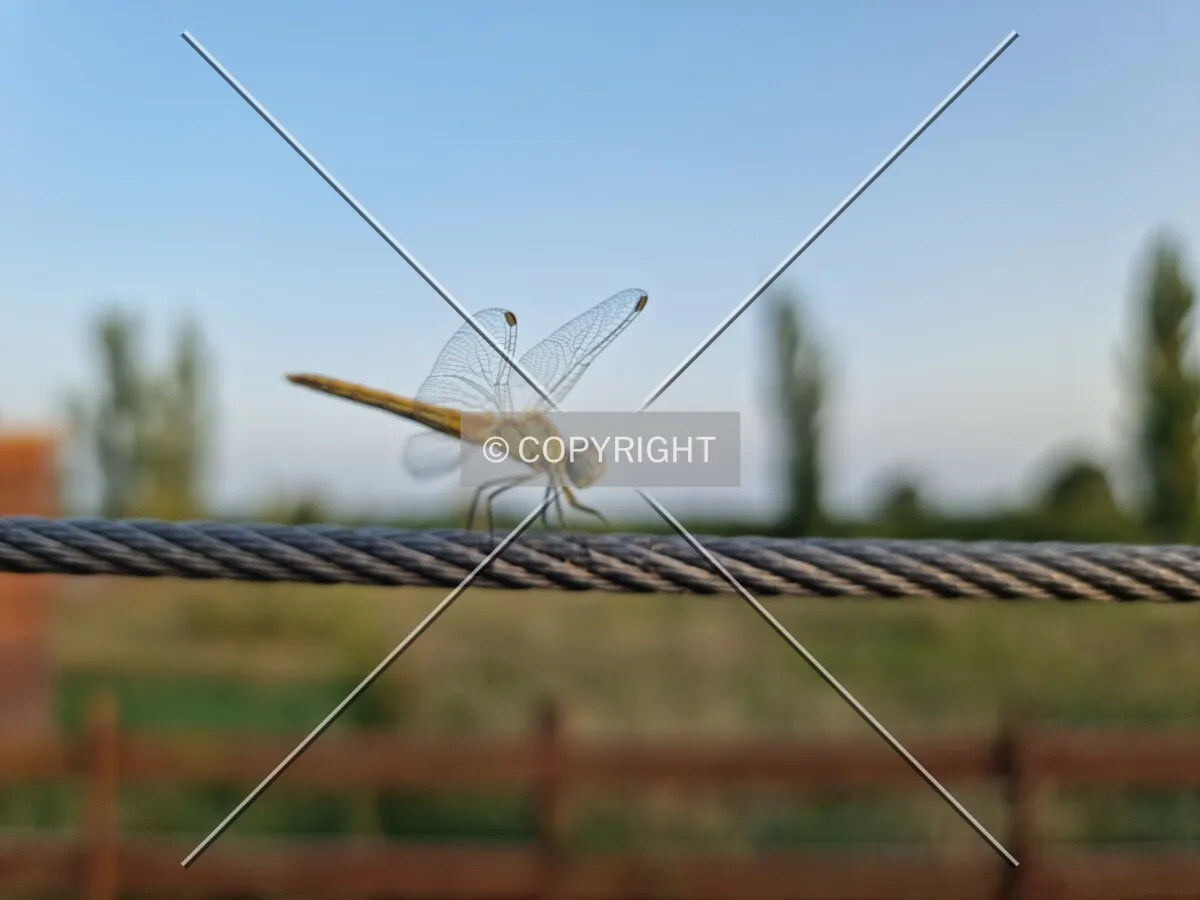 Photo 258-099-749