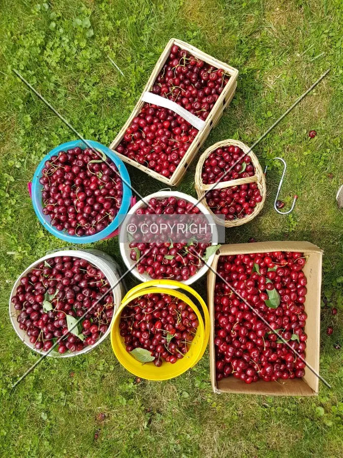 Cherries