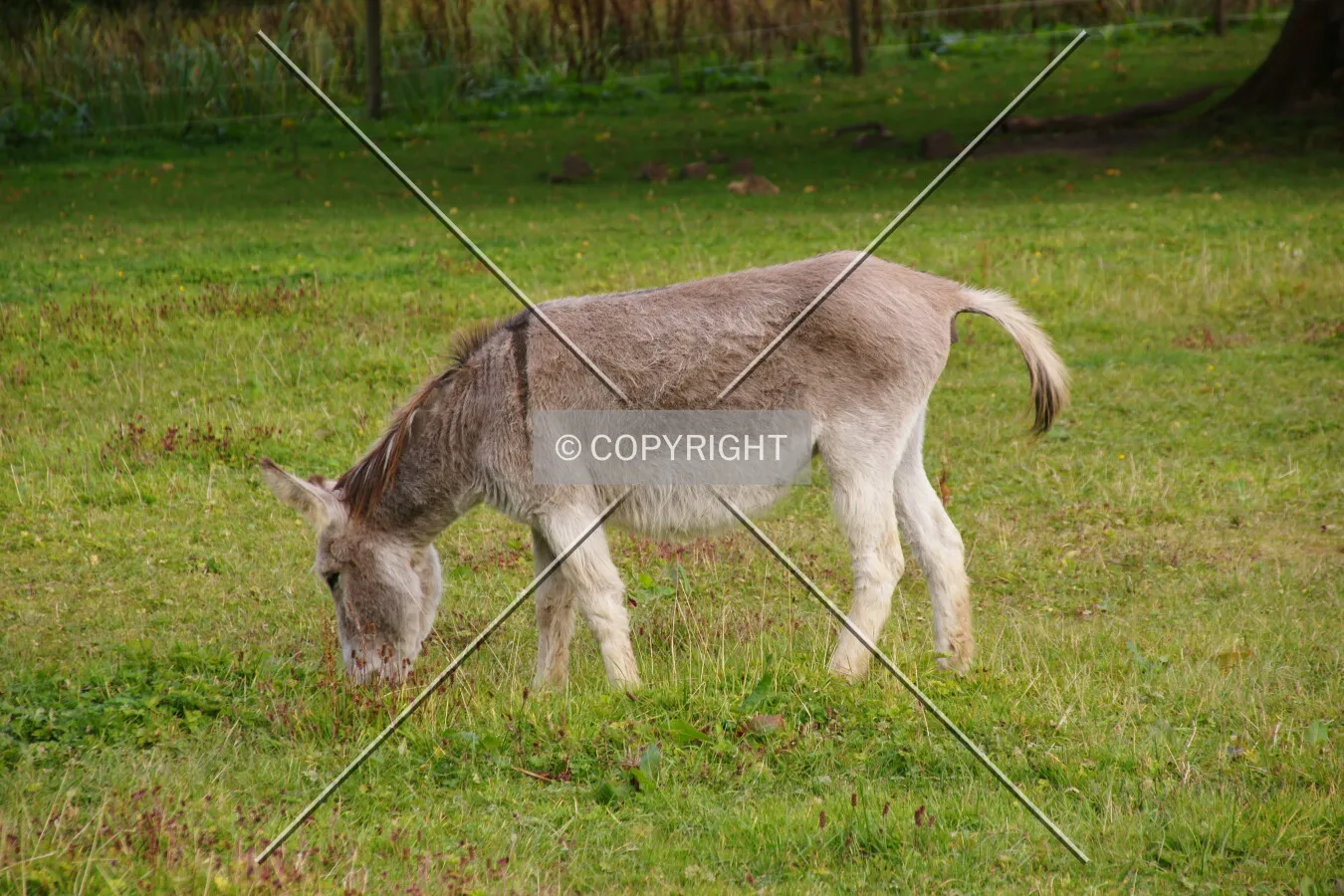 A donkey is grazing
