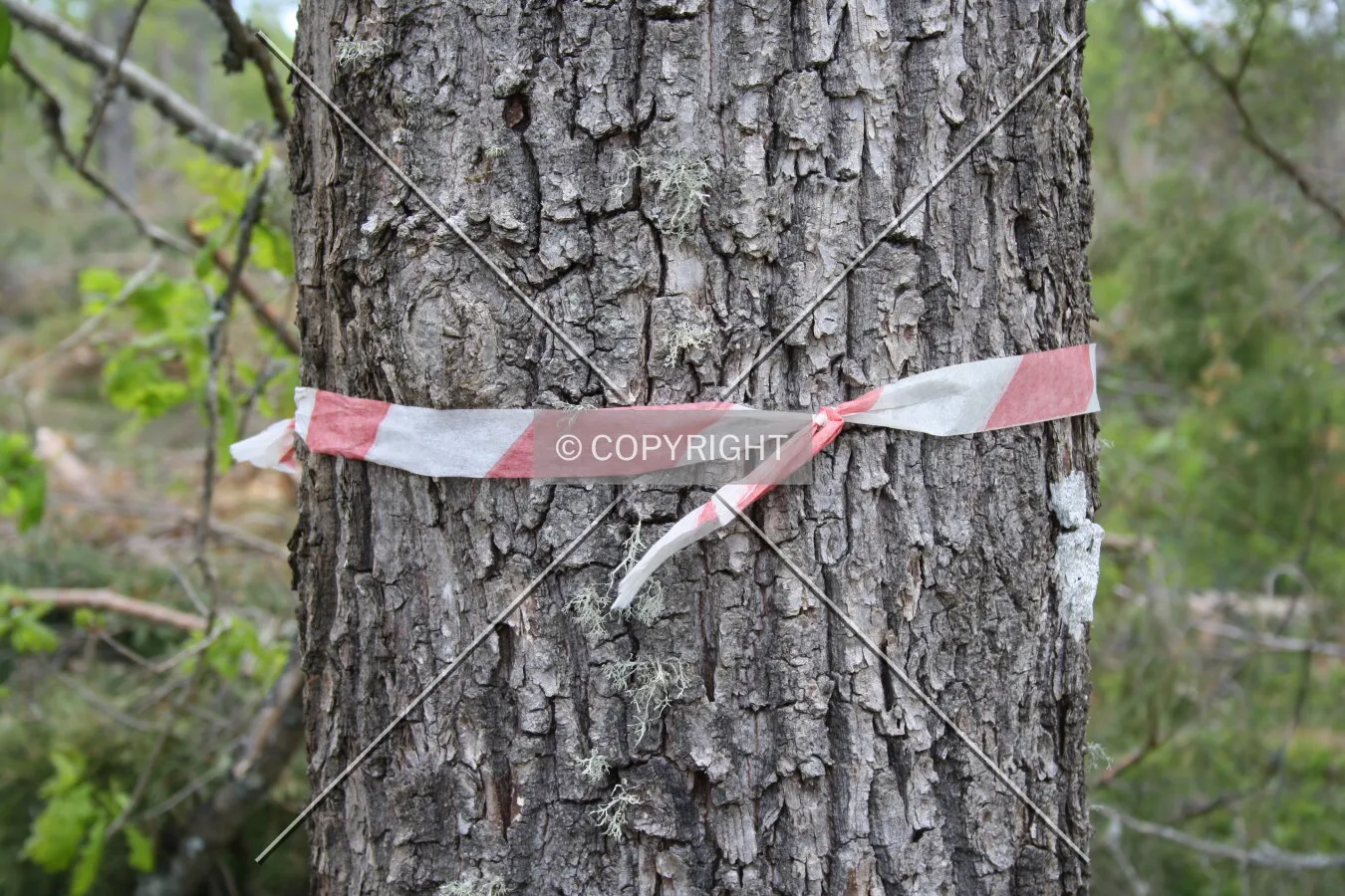 This tree is flagged to be chopped