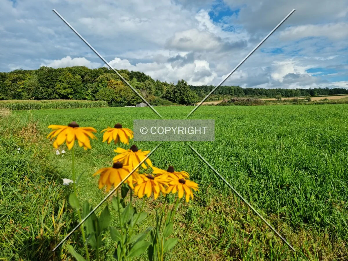 Photo 263-222-142