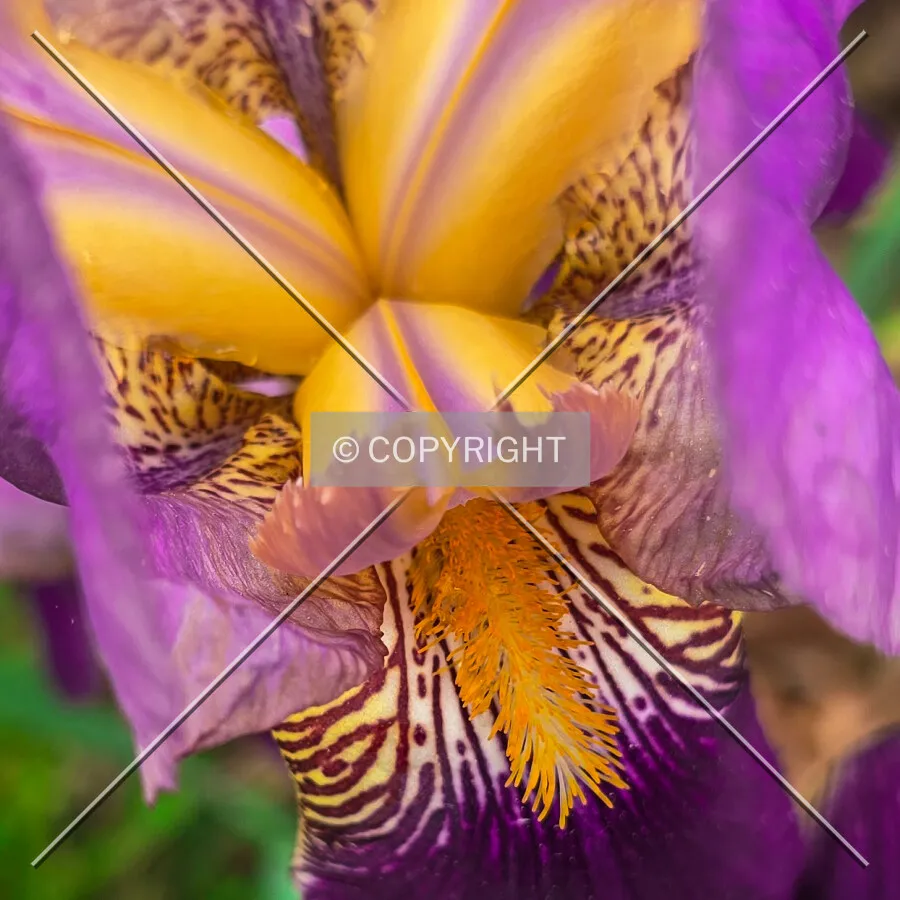 Flower, Thursday, May 8, 2025