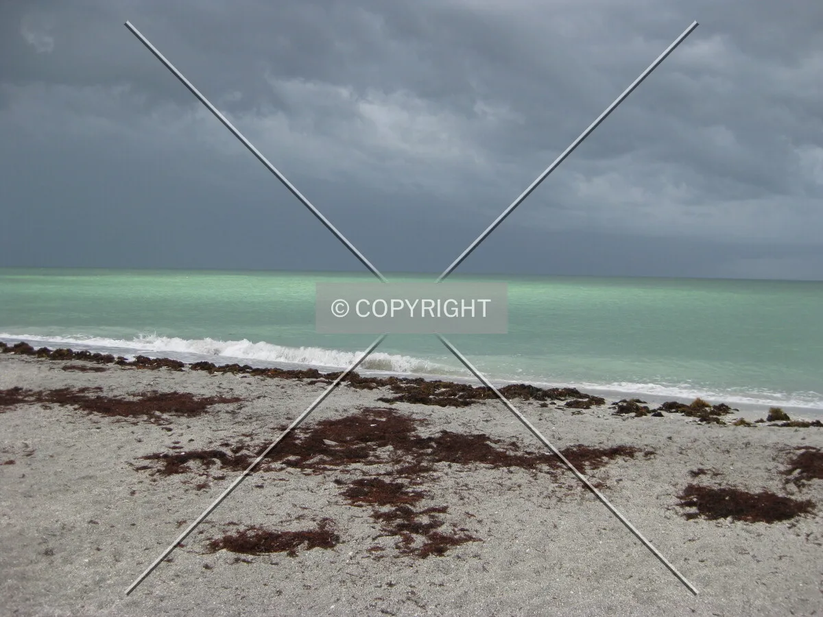 Beach on Sunibel Island, Florida