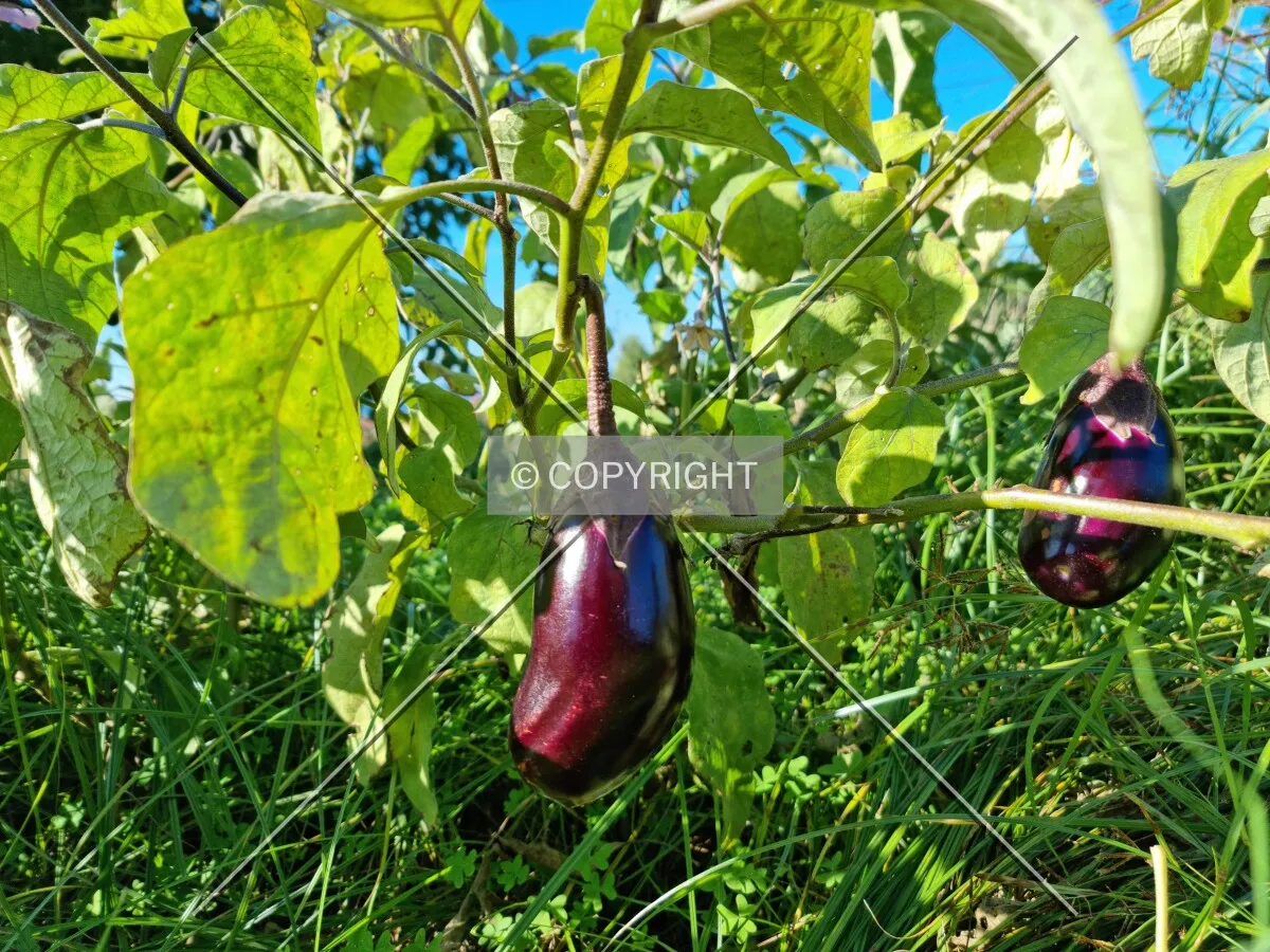 Photo 268-317-001