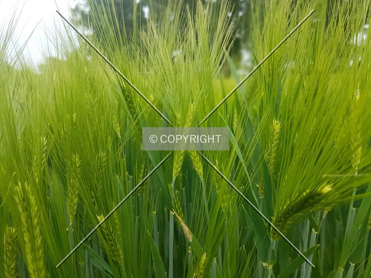 A green cornfield