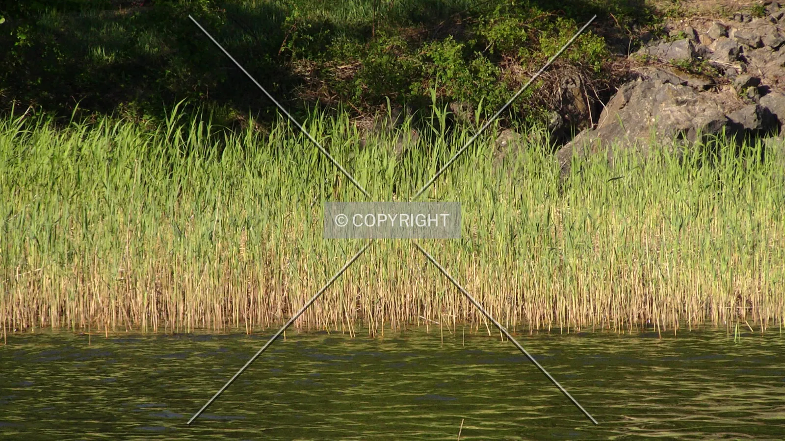 Reed on a coastline