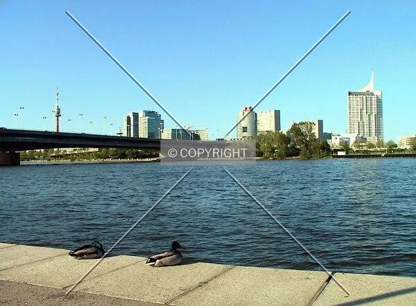 Two drakes watching Donaustadt skyline