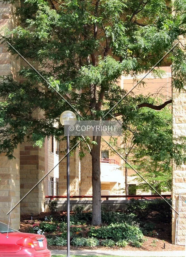 Garden under the east end of the building, from 2nd Street NW