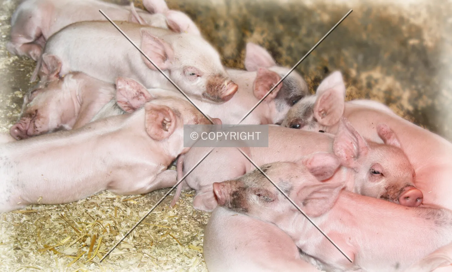 Photo 271-531-653