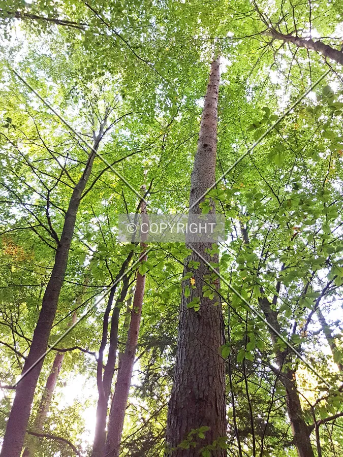 Photo 271-596-485