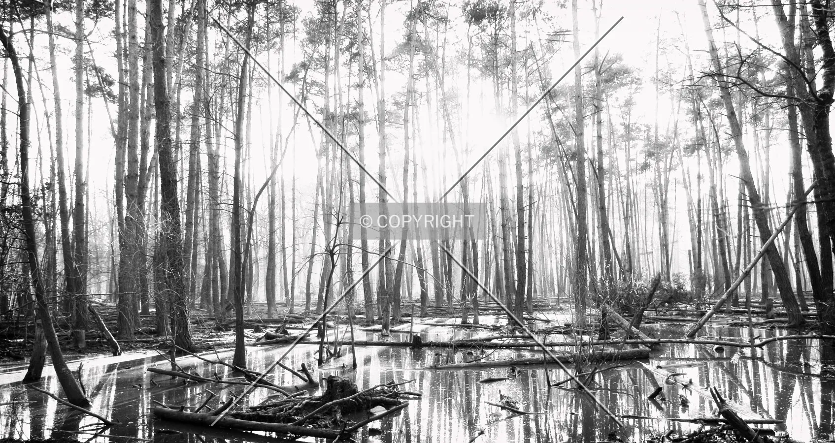 Photo 271-991-078