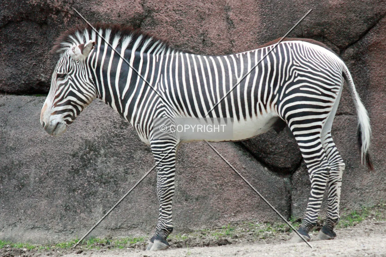 Grevy's Zebra