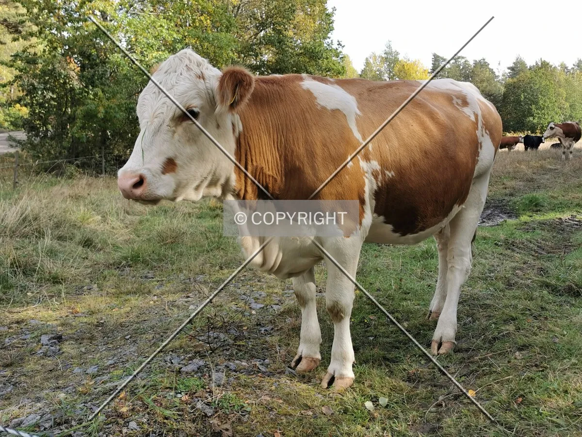 A cow