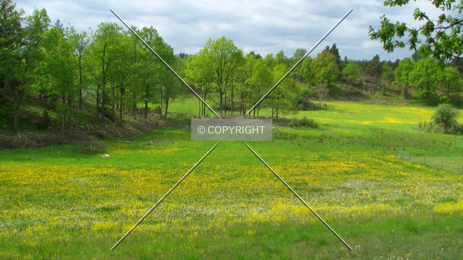 Trees and grass