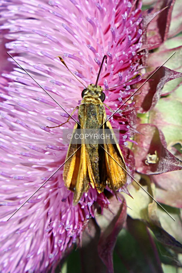 An insect on a purple wildflower