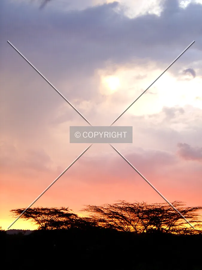 trees in africa while the sun sets.