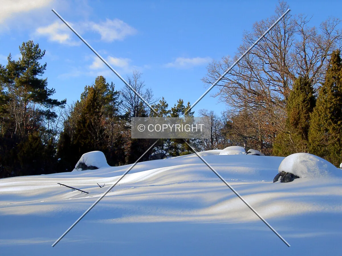 Forest during wintertime