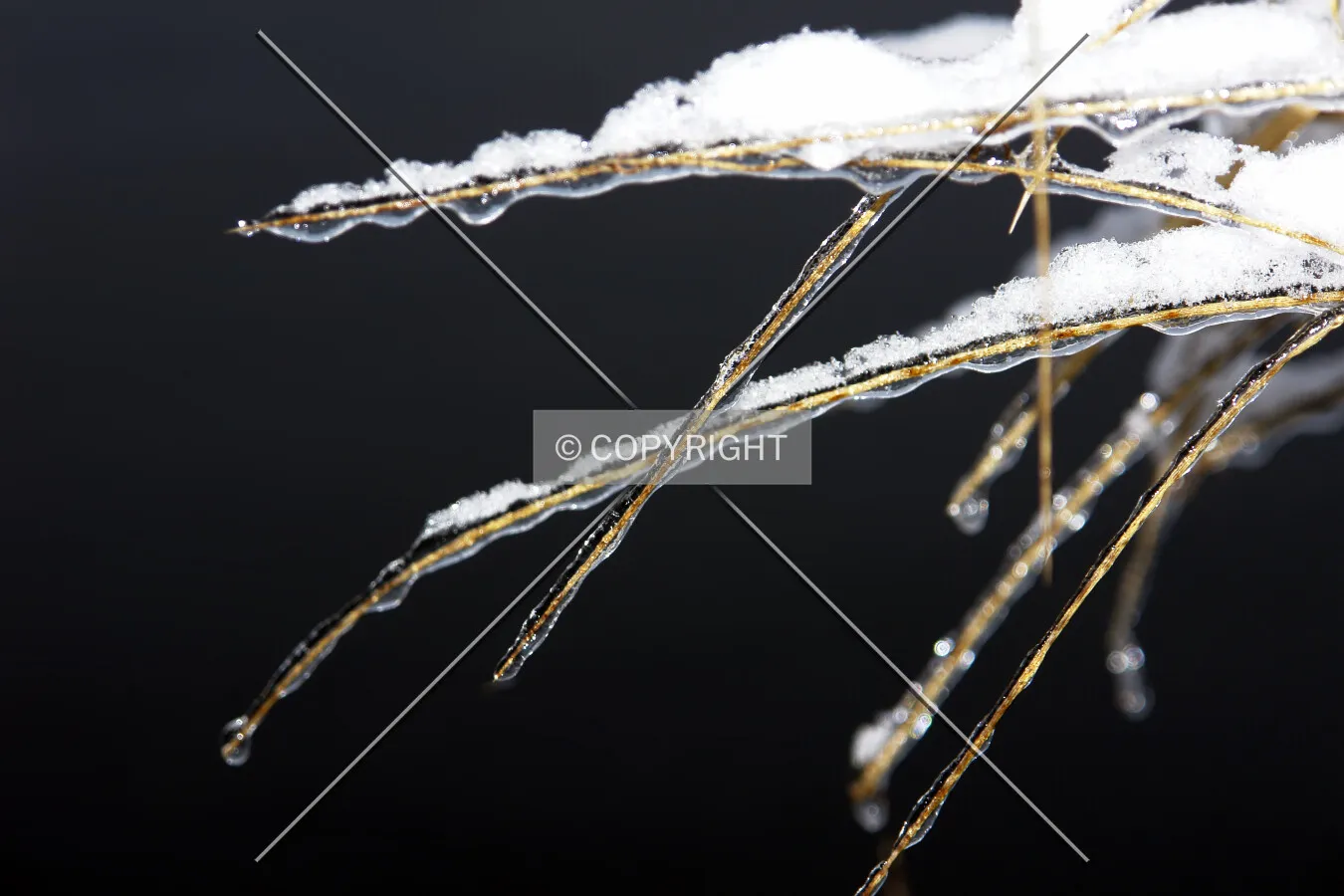 reed in winter