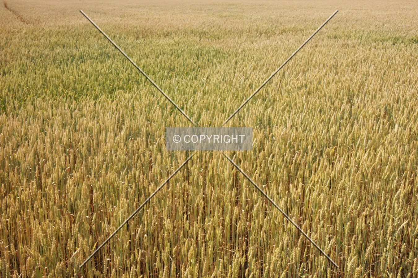 A yellow cornfield