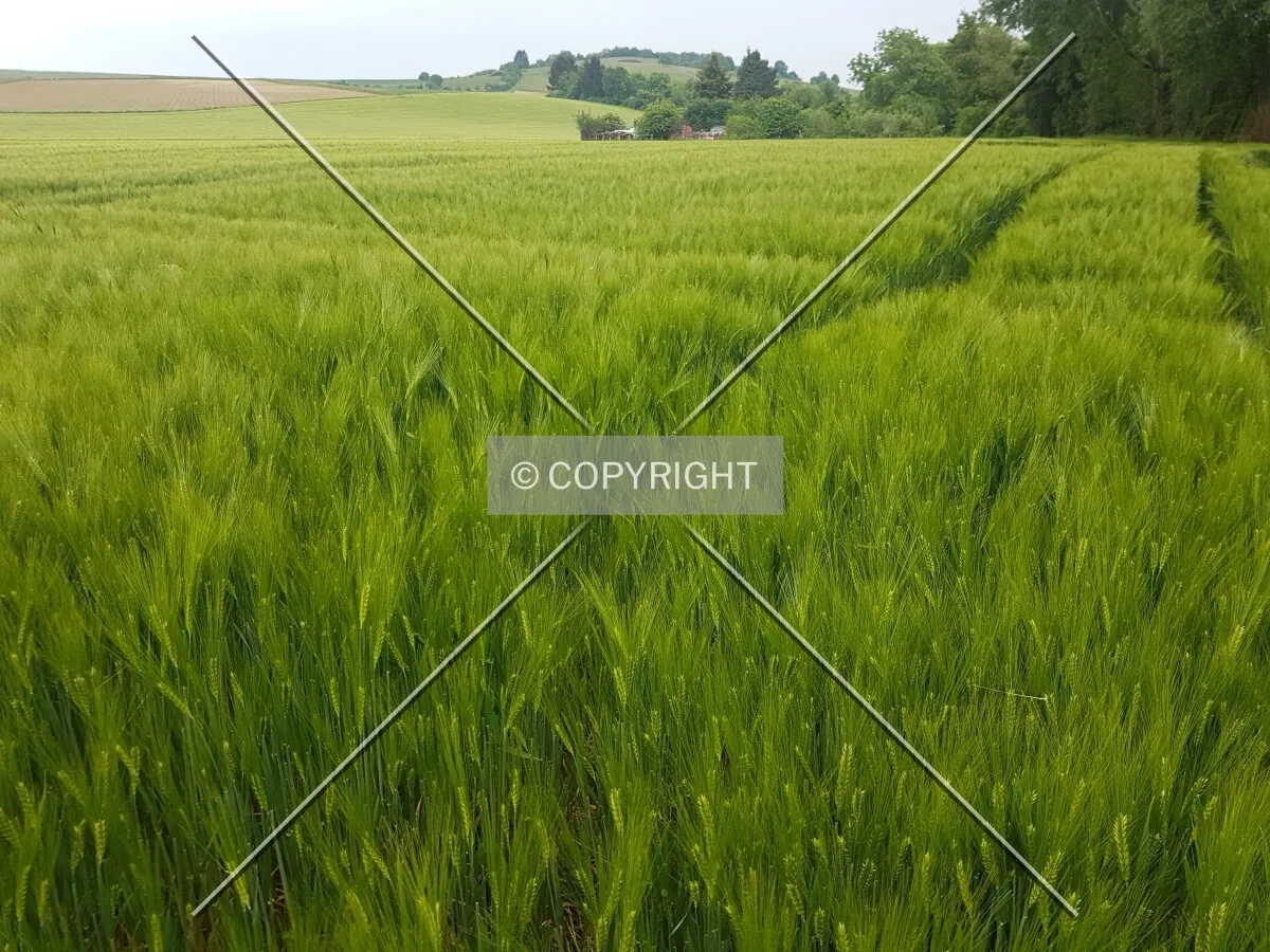 A green cornfield