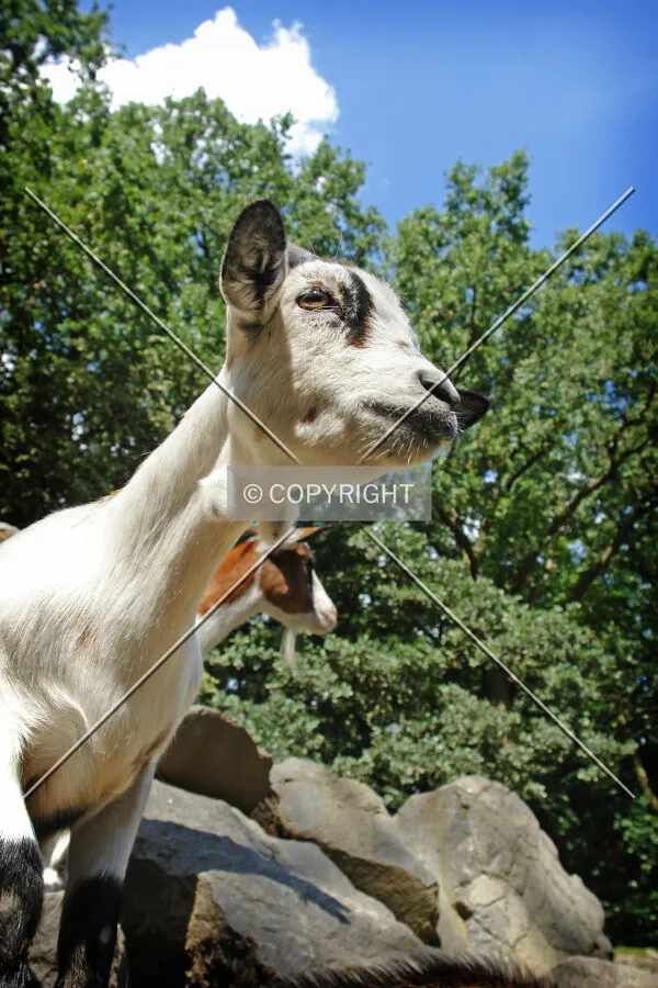 baby goat on cliff