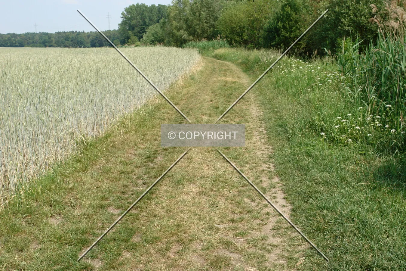 A path next to a crop field